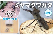 【配送期間：2025年6月下旬～8月上旬】 ミヤマクワガタ（成虫）オスメス1ペア飼育セット付 飼育観察 自然採集 ミヤマクワガタ M～Lサイズ 夏休み 自由研究 生き物 自然環境学習 プレゼント 贈り物 ギフト
