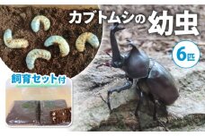 【配送期間：2025年1月下旬～4月上旬】カブトムシ(幼虫6匹) 飼育セット付き ( 飼育観察 カブトムシ 夏休み 自由研究 生き物 自然環境学習 プレゼント 贈り物 ギフト )