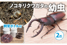 【配送期間：2025年1月下旬～4月上旬】ノコギリクワガタ(幼虫・2匹) 飼育ボトル付 ( 飼育観察 ノコギリクワガタ 夏休み 自由研究 生き物 自然環境学習 プレゼント 贈り物 ギフト )