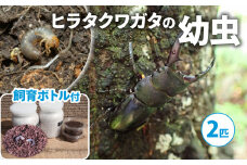 【配送期間:2025年1月下旬～4月上旬】ヒラタクワガタ（幼虫2匹）飼育ボトル付 ( 飼育観察 ヒラタクワガタ 夏休み 自由研究 生き物 自然環境学習 プレゼント 贈り物 ギフト )