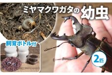 【配送期間：2025年1月下旬～4月上旬】ミヤマクワガタ（幼虫・2匹）飼育ボトル付 ( 飼育観察 ミヤマクワガタ 夏休み 自由研究 生き物 自然環境学習 プレゼント 贈り物 ギフト )