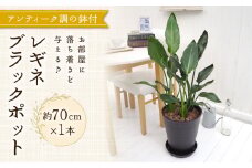 観葉植物 インテリア レギネブラックポット 約70cm×1 京都 室内 おしゃれ オフィス リビング 人気 おすすめ 玄関