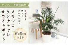 観葉植物 インテリア メキシコケンチャヤシ ホワイトポット 約80cm×1 京都 室内 おしゃれ オフィス リビング 人気 おすすめ 玄関