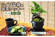 観葉植物 インテリア シノブ盆栽 抹茶クッキー 50g セット 京都 室内 おしゃれ オフィス リビング 人気 おすすめ 玄関