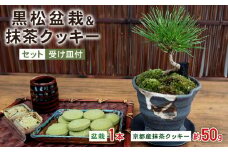 観葉植物 インテリア 黒松盆栽 抹茶 クッキー 50g  セット 京都 室内 おしゃれ オフィス リビング 人気 おすすめ 玄関