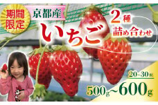 期間限定 いちご2種詰め合わせ（20～30粒） いちご 500～600g 紅ほっぺ 章姫 2種 ミックス 1箱 苺 イチゴ 詰め合わせ セット品 久御山町 京都