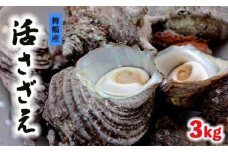 舞鶴産 活 さざえ 3kg