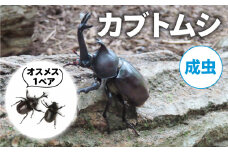 【2025年6月-8月配送】 カブトムシ(成虫)オスメス１ペア  ( 昆虫 飼育観察 自然採集 大型カブトムシ 夏休み 自由研究 生き物 自然環境学習 プレゼント 贈り物 ギフト )