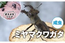 【2025年6月‐8月配送】 ミヤマクワガタ（成虫）オスメス1ペア ( 昆虫 飼育観察 自然採集 ミヤマクワガタ 夏休み 自由研究 生き物 自然環境学習 プレゼント 贈り物 ギフト )