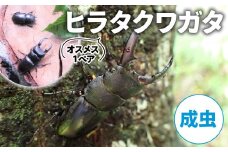 【2025年6月‐8月配送】 ヒラタクワガタ（成虫）オスメス1ペア ( 昆虫 飼育観察 自然採集 ヒラタクワガタ 夏休み 自由研究 生き物 自然環境学習 プレゼント 贈り物 ギフト )