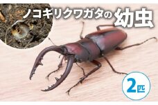 【2025年1月‐4月配送】ノコギリクワガタ（幼虫２匹）( 昆虫 飼育観察 自然採集 ノコギリクワガタ 夏休み 自由研究 生き物 自然環境学習 プレゼント 贈り物 ギフト )