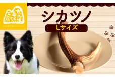 シカツノ Lサイズ 鹿の角 鹿角 おもちゃ ペット おすすめ 国産 いぬ イヌ 犬 わんちゃん ワンちゃん 愛犬 犬のおもちゃ 犬用おもちゃ イヌのおもちゃ ペット用品 デンタルケア しつけ いたずら 甘噛み防止 口臭対策 歯石除去 安心 天然素材 京都 京丹波町 京丹波自然工房 