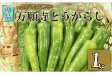 【 期間限定 7月8日まで受付 】万願寺とうがらし 1kg 優品 京野菜 とうがらし 国産 新鮮 旬野菜 旬 美味しい おいしい ブランド 京都府 期間限定 野菜 京都 万願寺唐辛子 ふるさと納税 ふるさと納税野菜 