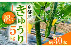 訳あり きゅうり 5kg わけあり 京都府 野菜 サラダ おつまみ 夏 漬物 ボリューム ファミリー 料理 キュウリ 10000 1万円
