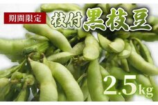 【期間限定】 京都府産 枝付き 黒枝豆 2.5kg （約500g×5束） 枝豆 えだまめ 京都 おつまみ ビール 夏野菜 夏 サラダ 天ぷら 大豆 旬  黒豆