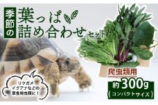 【爬虫類用】 季節の葉っぱ詰め合わせ セット 約 300g コンパクトサイズ ( 草食 雑食 爬虫類 ペットフード ペット リクガメ カメ イグアナ 動物 ごはん ご飯 おやつ 野菜 葉 葉野菜 旬 栄養 安心 新鮮 きよしファーム 南丹市 京都府 京都 )