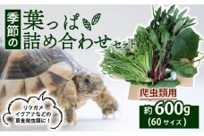 【爬虫類用】 季節の葉っぱ詰め合わせ セット 約 600g 60サイズ ( 草食 雑食 爬虫類 ペットフード ペット リクガメ カメ イグアナ 動物 ごはん ご飯 おやつ 野菜 葉 葉野菜 旬 栄養 安心 新鮮 きよしファーム 南丹市 京都府 京都 )