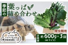 【爬虫類用】【定期便3回】 季節の葉っぱ詰め合わせ セット 約 600g 60サイズ ( 定期便 3カ月 草食 雑食 爬虫類 動物 ペットフード ペット リクガメ カメ イグアナ ごはん ご飯 おやつ 野菜 葉 葉野菜 旬 栄養 安心 新鮮 きよしファーム 南丹市 京都府 京都 )