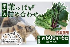 【爬虫類用】【定期便6回】 季節の葉っぱ詰め合わせ セット 約 600g 60サイズ ( 定期便 6カ月 草食 雑食 爬虫類 動物 ペットフード ペット リクガメ カメ イグアナ ごはん ご飯 おやつ 野菜 葉 葉野菜 旬 栄養 安心 新鮮 きよしファーム 南丹市 京都府 京都 )