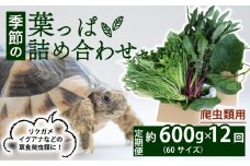 【爬虫類用】【定期便12回】 季節の葉っぱ詰め合わせ セット 約 600g 60サイズ ( 定期便 12カ月 草食 雑食 爬虫類 動物 ペットフード ペット リクガメ カメ イグアナ ごはん ご飯 おやつ 野菜 葉 葉野菜 旬 栄養 安心 新鮮 きよしファーム 南丹市 京都府 京都 )