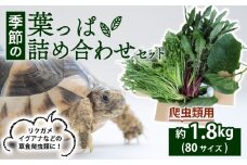 【爬虫類用】 季節の葉っぱ詰め合わせ セット 約 1.8kg 80サイズ ( 草食 雑食 爬虫類 ペットフード ペット リクガメ カメ イグアナ 動物 ごはん ご飯 おやつ 野菜 葉 葉野菜 旬 栄養 安心 新鮮 きよしファーム 南丹市 京都府 京都 )