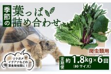 【爬虫類用】【定期便6回】 季節の葉っぱ詰め合わせ セット 約 1.8kg 80サイズ ( 定期便 6カ月 草食 雑食 爬虫類 動物 ペットフード ペット リクガメ カメ イグアナ ごはん ご飯 おやつ 野菜 葉 葉野菜 旬 栄養 安心 新鮮 きよしファーム 南丹市 京都府 京都 )