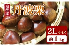 京都府産 丹波栗 1kg 2Lサイズ 栗 大粒 秋 旬 味覚 くり 国産 丹波ぐり 丹波くり 生栗 生ぐり 和栗 生くり 京都 京都府 JA JA京都