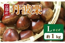 京都府産 丹波栗 1kg Lサイズ 栗 大粒 秋 旬 味覚 くり 国産 丹波ぐり 丹波くり 生栗 生ぐり 和栗 生くり 京都 京都府 JA JA京都