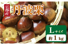 【 期間限定 】 京都府産 丹波栗 1kg Lサイズ 栗 大粒 秋 旬 味覚 くり 国産 丹波ぐり 丹波くり 生栗 生ぐり 和栗 生くり 京都 京都府 JA JA京都