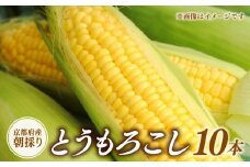 【期間限定】 京都 とうもろこし 10本 朝採れ 10月下旬より順次発送 京都府 コーン トウモロコシ 久御山 令和7年 ギフト 夏野菜 秋野菜 藤村農園