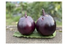 【注文後1～2週間後にてお届け】京ブランド野菜・賀茂茄子（かもなす）12個 約3kg