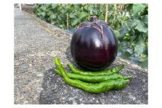 【注文後1～2週間後にてお届け】京野菜「3種セット」賀茂茄子・万願寺とうがらし・伏見とうがらし