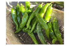 【注文後1～2週間後にてお届け】万願寺とうがらし（京野菜）1kg（目安30～35本）