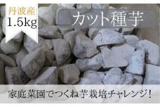 【芋家なか吉】後は植えるだけ カット種芋 1.5kg 丹波山の芋［ 京都 芋 いも イモ 新鮮 野菜 栽培 人気 おすすめ お取り寄せ 通販 ふるさと納税 ］