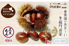【先行予約10月中旬発送】秦栗園のあま～い氷蔵丹波栗 早生玉造2L 1㎏【第1回福知山市ええもん認定】【熟成】 大粒 ふるさと納税 栗 くり 人気 和 スイーツ 高級 和菓子 栗菓子 ギフト プレゼント お取り寄せ グルメ 京都府 福知山市　※沖縄・離島配送不可