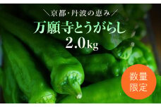 【2025年6月下旬発送開始！】万願寺とうがらし 2㎏ / ふるさと納税 京野菜 野菜 旬の野菜 万願寺とうがらし 伝統野菜 京都 京都府 福知山市 FCDB040