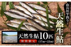 【6/1解禁】由良川の天然生鮎10匹【竿釣り】（17㎝～23㎝）  ふるさと納税 鮎 あゆ 天然 天然生鮎 生鮎 アユ 塩焼き 天然鮎 天然あゆ 天然アユ 川魚  由良川 京都府 福知山市 FCF003