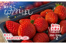 京都府福知山産「京いちご ながれぼし」250～300ｇ×２パックセット ふるさと納税 いちご イチゴ 苺 京都 京いちご ながれぼし 流れ星 ギフト プレゼント 福知山市 京都府 FCEQ002