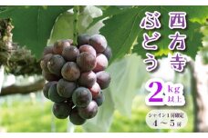 【数量限定/9月発送】 西方寺ぶどう 4-5房（ ピオーネ / シャインマスカット ） 2kg 以上 シャインマスカット１房確定 ランダム 完熟ぶどう 京都 舞鶴 さいほうじ ぶどう 甘い 美味しい 好評 ピオーネ シャインマスカット お取り寄せ セット 食べ比べ フルーツ 果物