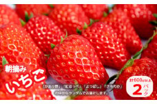 朝摘み 苺 600g ： イチゴ いちご 300g×2パック 果物 フルーツ 紅ほっぺ よつぼし かおり野 さちのか 新鮮 朝採り 農園 ファーム 直送 ランダム スイーツ ストロベリー 甘い おいしい 京都 舞鶴