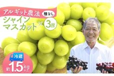 シャインマスカット 3房 1.5kg 以上 ぶどう 葡萄 果物 フルーツ シャイン マスカット 種なしぶどう 農家直送 新鮮 アルギット農法 アルギット葡萄 京都 舞鶴
