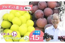 シャインマスカット ×2房 種無し ピオーネ ×1房 合計 3房 1.5kg以上 種なし アルギット農法 ノルウェー産天然海藻 フルーツ 果物 ぶどう ブドウ マスカット セット 食べ比べ 限定 高級 風味 有機肥料 皮ごと 冷蔵 産地直送 京都 舞鶴 舞鶴市 梅原農園