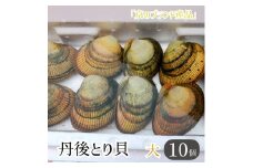 舞鶴産 丹後とり貝 大 10個入 151～169g/個 合計1.5kg～1.6kg 新鮮 京都府産 舞鶴 生 殻付き 活け 大型 とりがい 10個 産地直送 産直 お取り寄せ 国産 生食 刺身 炙り 高級食材 クール便 冷蔵
