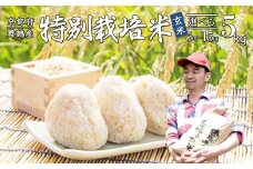 【令和7年度産 新米 先行予約】 棚田米 玄米 5kg 特別栽培米 7割削減 農家直送 生産者直送 コシヒカリ こしひかり 5キロ 京都産 舞鶴産 京都 お米 米 ごはん ご飯