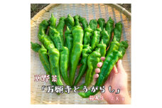 【2025年夏発送】京野菜 「万願寺とうがらし」 からくない！肉厚甘い 逸品 箱入り 2kg 4人以上用 伝統野菜 とうがらし 万願寺 ピーマン 大型 野菜 夏野菜 農家直送 揚げ物 炒め物 煮物 レシピ付き京都 舞鶴