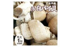 活き 白バイ貝 特大 1kg 約 10個 1キロ 刺身用 エッチョウバイ貝 海産物 海鮮 京都 舞鶴 白ばい貝