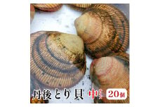舞鶴産丹後とり貝 中 20個入 131～150g/個 合計2.6kg～3kg 新鮮 京都府産 舞鶴 生 殻付き 活け 大型 とりがい 10個 産地直送 産直 お取り寄せ 国産 生食 刺身 炙り 高級食材 クール便 冷蔵 とり貝 とりがい 鳥貝 高級貝 とり貝 とりがい 鳥貝 高級貝 とり貝 とりがい 鳥貝 高級貝 とり貝 とりがい 鳥貝 高級貝 とり貝 とりがい 鳥貝 高級貝