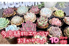 【10月発送】多肉植物 エケベリア おまかせセット 10種類 セット 観葉植物 【先行予約】種類 人気 おすすめ 高評価 プレゼント 贈答 贈り物 サボテン 鉢 セット 韓国苗 多肉 多肉専科 エケベリアセット 京都府 舞鶴市 イロニカル