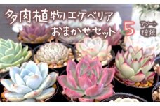 【10月発送】多肉植物 エケベリア おまかせ セット 詰め合わせ 5種 観葉植物 【先行予約】 【選べる発送月】種類 人気 おすすめ 高評価 プレゼント 贈答 贈り物 サボテン 鉢 セット 韓国苗 多肉 多肉専科 エケベリアセット 京都府 舞鶴市 イロニカル