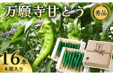 プレミアム 万願寺甘とう 16本入 木箱入 厳選 希少品 特別 高品質 GI 地理的表示 【数量限定】【2025年夏発送分】 農協 JA 京の伝統野菜 万願寺とうがらし 甘とう 特別 京都 舞鶴